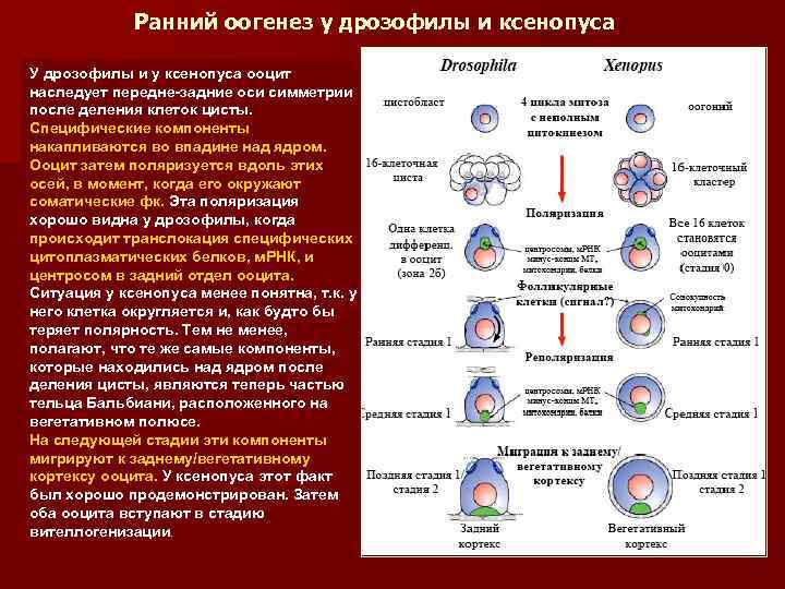 Ранний оогенез у дрозофилы и ксенопуса У дрозофилы и у ксенопуса ооцит наследует передне-задние