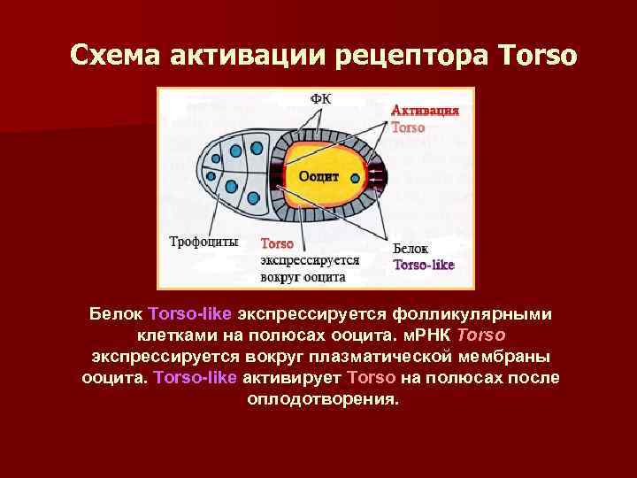 Схема активации рецептора Torso Белок Torso-like экспрессируется фолликулярными клетками на полюсах ооцита. м. РНК