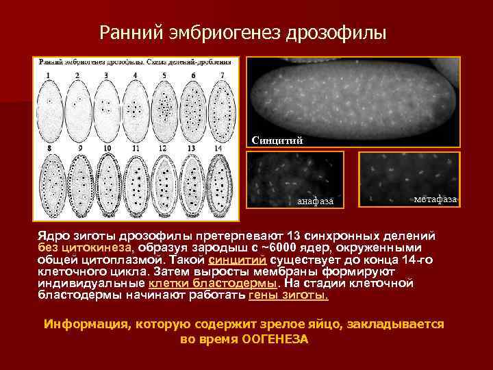 Ранний эмбриогенез дрозофилы Синцитий анафаза метафаза Ядро зиготы дрозофилы претерпевают 13 синхронных делений без