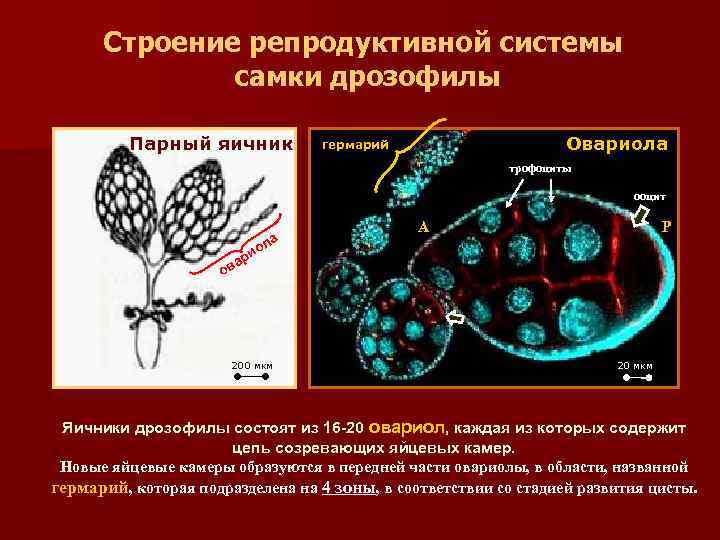 Строение репродуктивной системы самки дрозофилы Парный яичник Овариола гермарий трофоциты ооцит ла A P