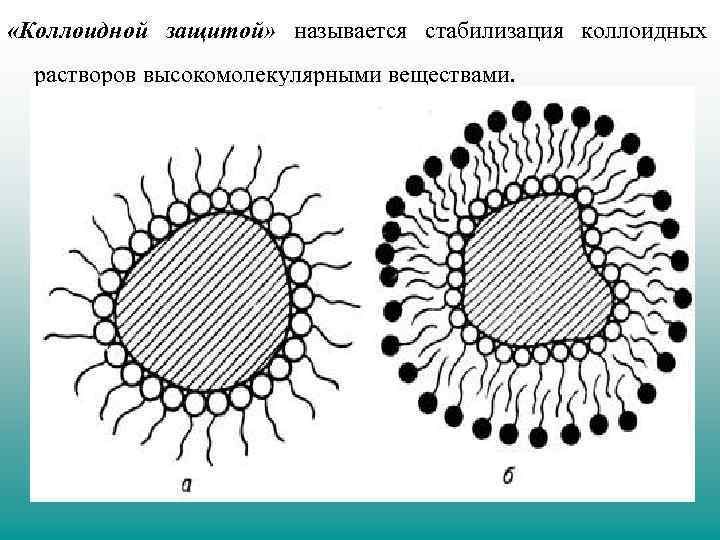  «Коллоидной защитой» называется стабилизация коллоидных растворов высокомолекулярными веществами. 