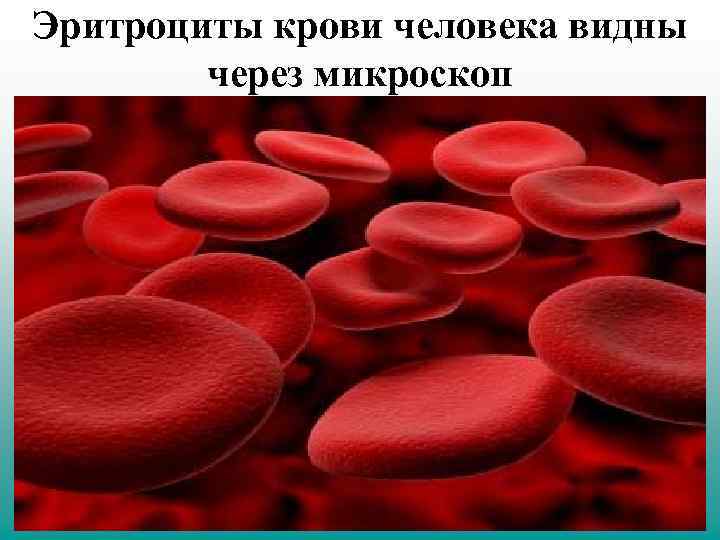 Эритроциты крови человека видны через микроскоп 
