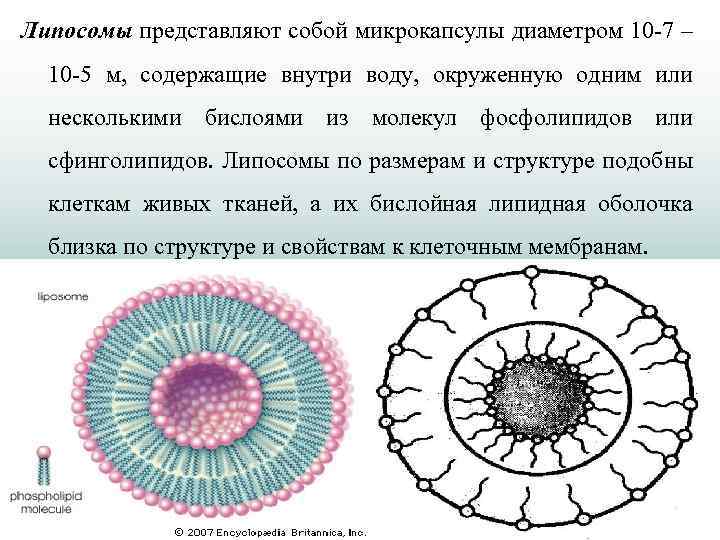 Схема строения коллоидной мицеллы