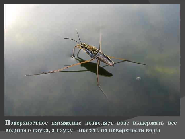 Поверхностное натяжение позволяет воде выдержать вес водяного паука, а пауку – шагать по поверхности