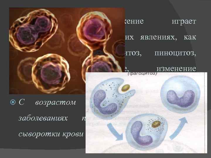  Поверхностное натяжение играет значительную роль в таких явлениях, как деление клеток, амебоидное фагоцитоз,
