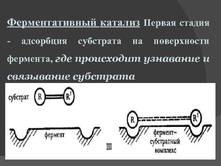 Ферментативный катализ Первая стадия - адсорбция субстрата на поверхности фермента, где происходит узнавание и