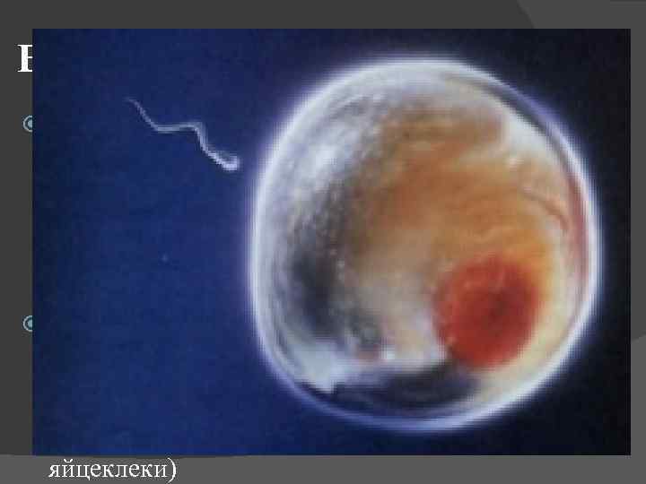 Биологическое значение адгезии при повреждении стенки кровеносных сосудов происходит адгезия тромбоцитов на их поверхности,