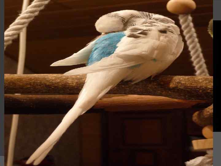  Лейкоциты обнаруживают значительную гидрофильность и иногда остаются окружёнными тонкой плёнкой воды в масляной