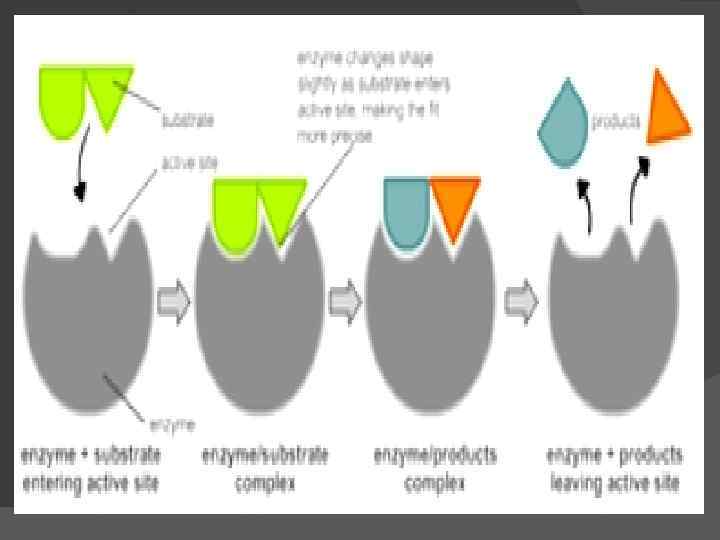  Чем больше молекулярная масса вещества, тем больше адсорбция. Этим объясняется вытеснение расщепленного белка