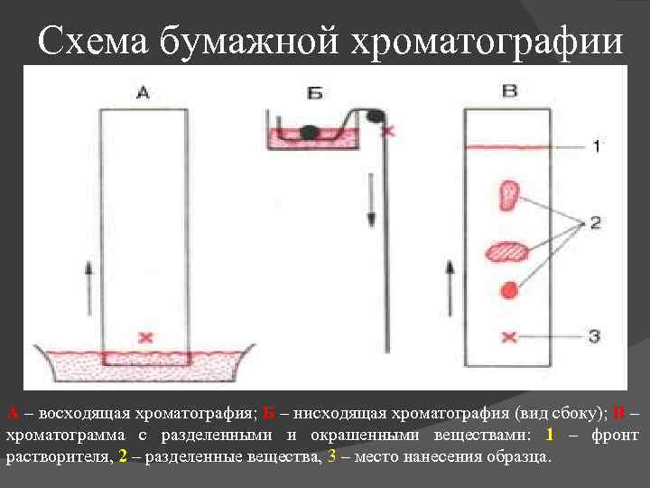 На хроматографическую пластинку образцы наносят