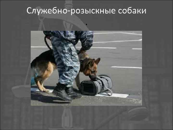Служебно-розыскные собаки. 