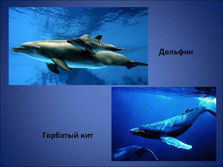 Дельфин Горбатый кит 