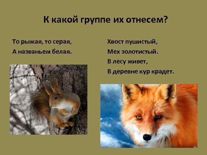 К какой группе их отнесем? То рыжая, то серая, А названьем белая. Хвост пушистый,
