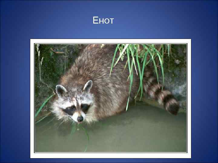 Енот 