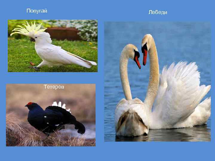 Попугай Тетерев Лебеди 