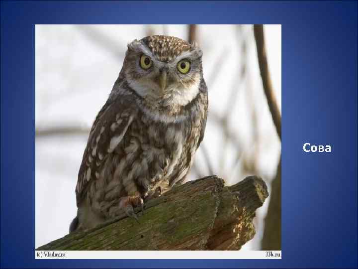 Сова 