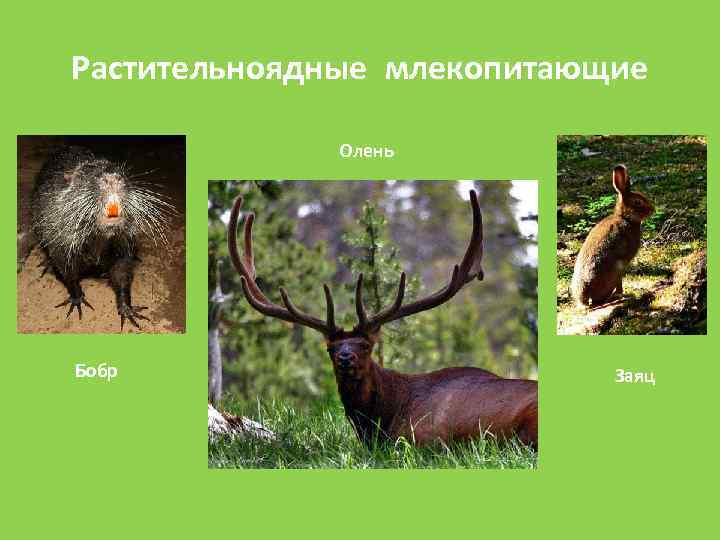 Растительноядные млекопитающие Олень Бобр Заяц 