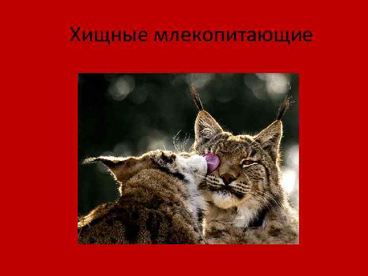 Хищные млекопитающие 