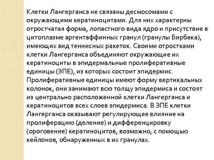 Клетки Лангерганса не связаны десмосомами с окружающими кератиноцитами. Для них характерны отростчатая форма, лопастного