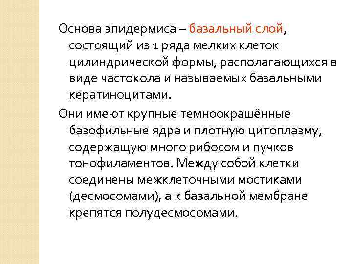 Основа эпидермиса – базальный слой, состоящий из 1 ряда мелких клеток цилиндрической формы, располагающихся