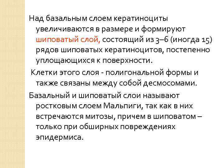 Над базальным слоем кератиноциты увеличиваются в размере и формируют шиповатый слой, состоящий из 3–