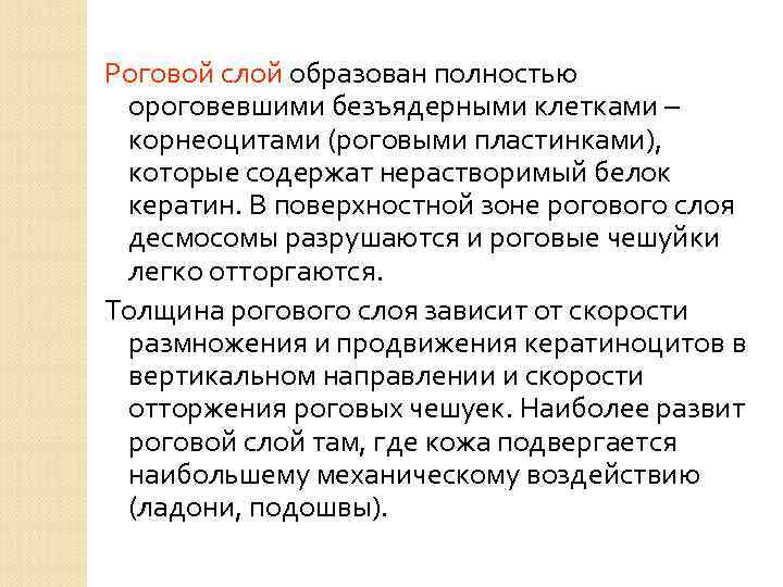 Роговой слой образован полностью ороговевшими безъядерными клетками – корнеоцитами (роговыми пластинками), которые содержат нерастворимый