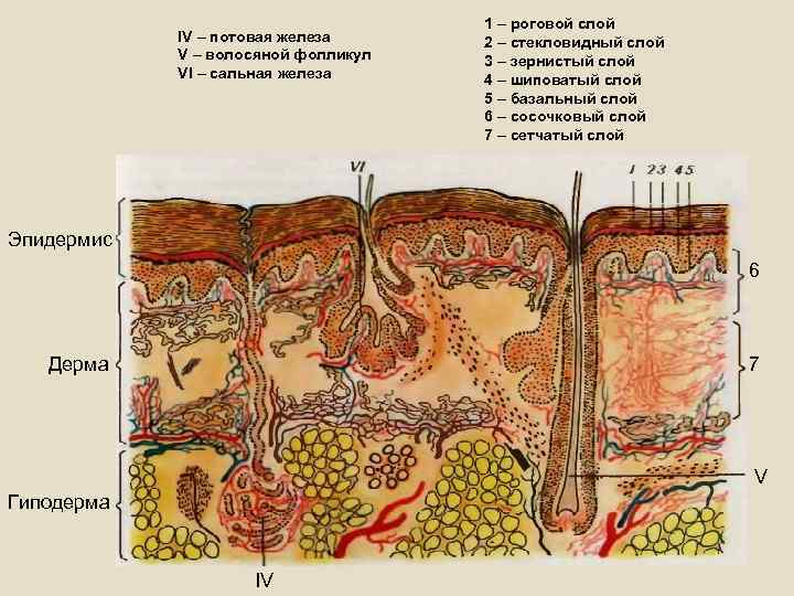 IV – потовая железа V – волосяной фолликул VI – сальная железа 1 –