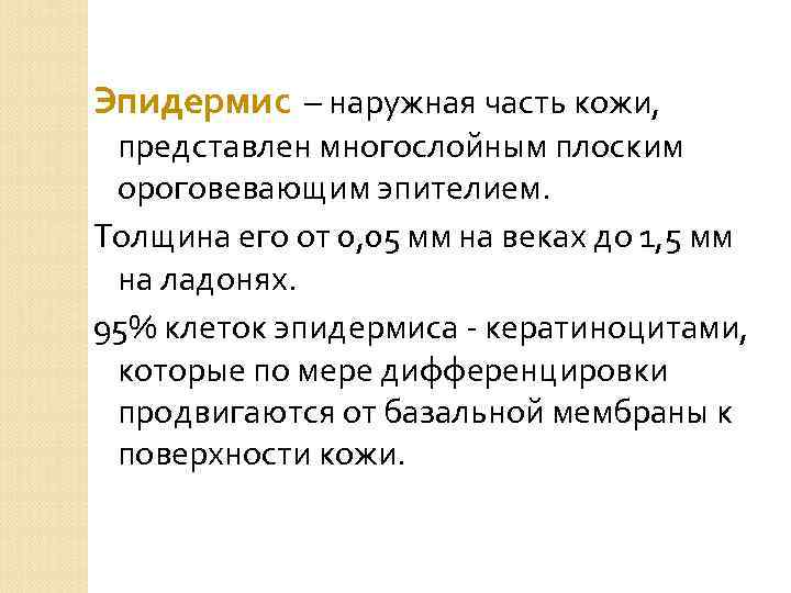Эпидермис – наружная часть кожи, представлен многослойным плоским ороговевающим эпителием. Толщина его от 0,