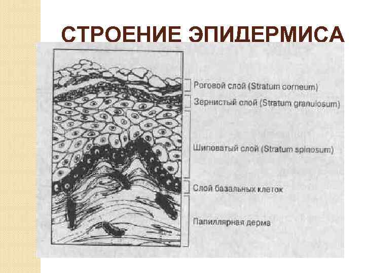 СТРОЕНИЕ ЭПИДЕРМИСА 