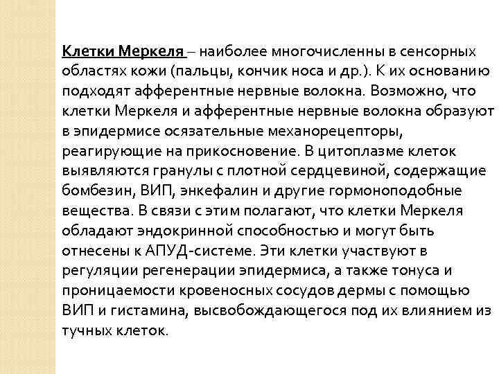 Клетки Меркеля – наиболее многочисленны в сенсорных областях кожи (пальцы, кончик носа и др.