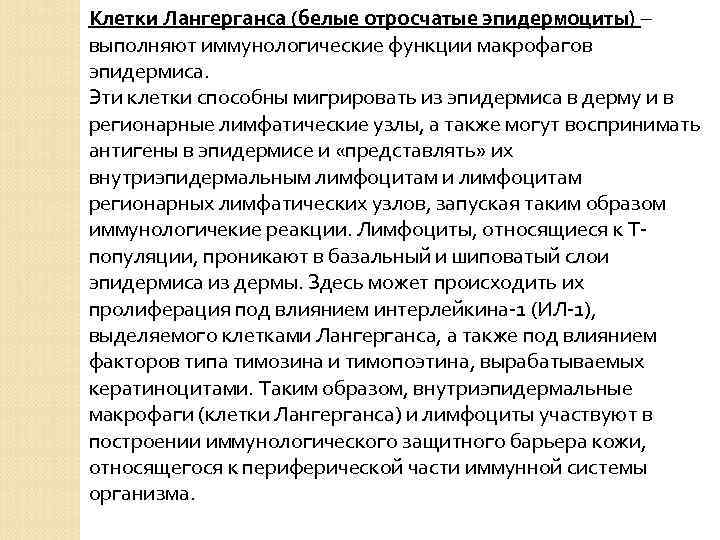 Клетки Лангерганса (белые отросчатые эпидермоциты) – выполняют иммунологические функции макрофагов эпидермиса. Эти клетки способны