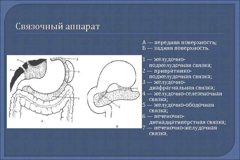 Связочный аппарат А — передняя поверхность; Б — задняя поверхность. 1 — желудочноподжелудочная связка;