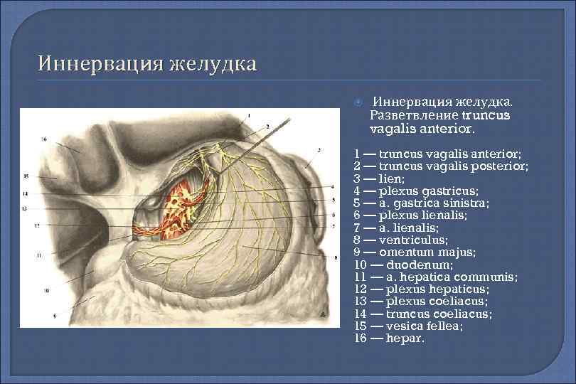 Иннервация желудка Иннервация желудка. Разветвление truncus vagalis anterior. 1 — truncus vagalis anterior; 2