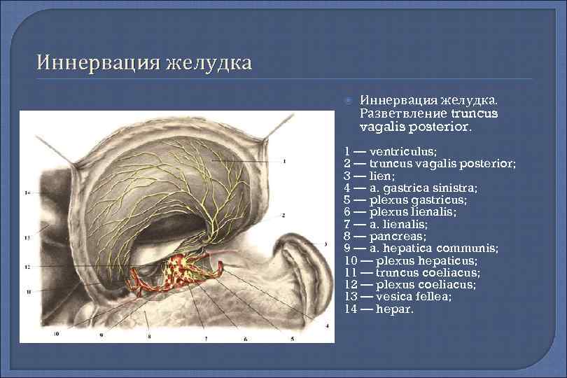 Иннервация желудка Иннервация желудка. Разветвление truncus vagalis posterior. 1 — ventriculus; 2 — truncus