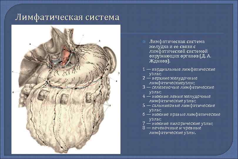 Лимфатическая система желудка и ее связи с лимфатической системой окружающих органов (Д. А. Жданов).