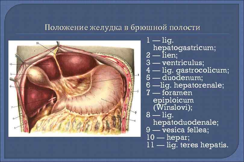 Положение желудка в брюшной полости 1 — lig. hepatogastricum; 2 — lien; 3 —