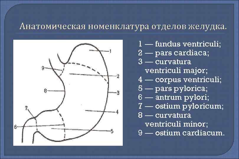 Анатомическая номенклатура отделов желудка. 1 — fundus ventriculi; 2 — pars cardiaca; 3 —