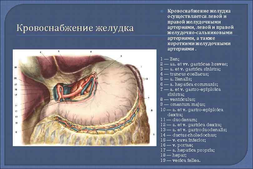  Кровоснабжение желудка осуществляется левой и правой желудочными артериями, левой и правой желудочно-сальниковыми артериями,