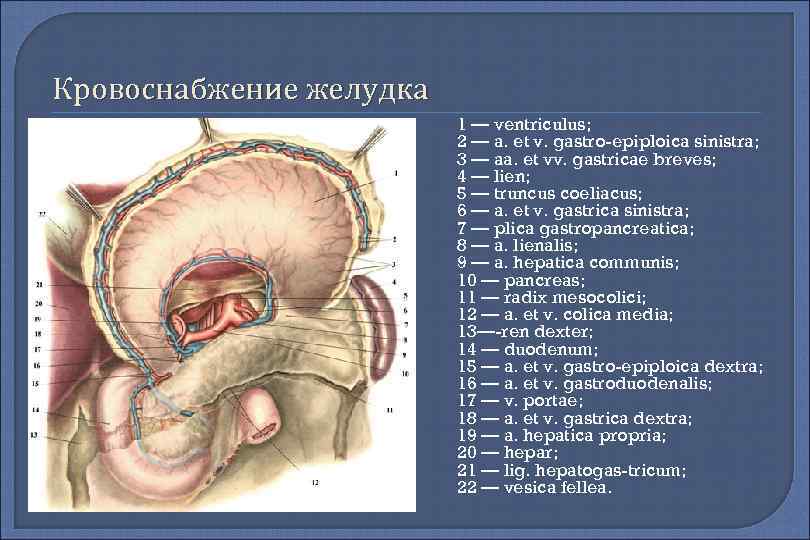 Кровоснабжение желудка 1 — ventriculus; 2 — a. et v. gastro-epiploica sinistra; 3 —