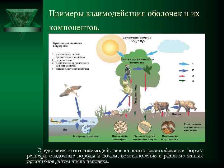 Примеры взаимодействия оболочек и их компонентов. Следствием этого взаимодействия являются разнообразные формы рельефа, осадочные