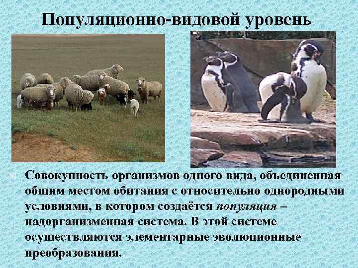 Популяционно-видовой уровень Совокупность организмов одного вида, объединенная общим местом обитания с относительно однородными условиями,