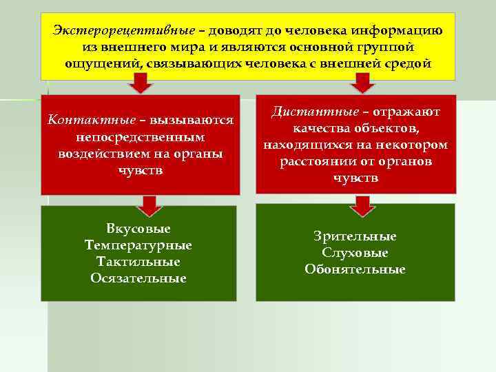 Экстерорецептивные – доводят до человека информацию из внешнего мира и являются основной группой ощущений,