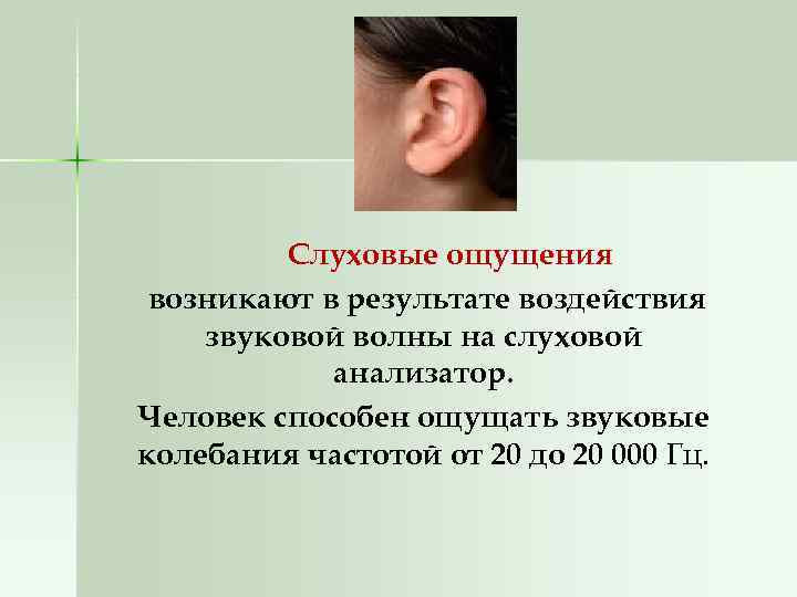 Слуховые ощущения возникают в результате воздействия звуковой волны на слуховой анализатор. Человек способен ощущать