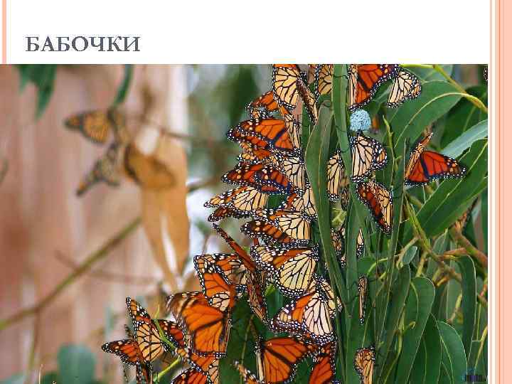 БАБОЧКИ 