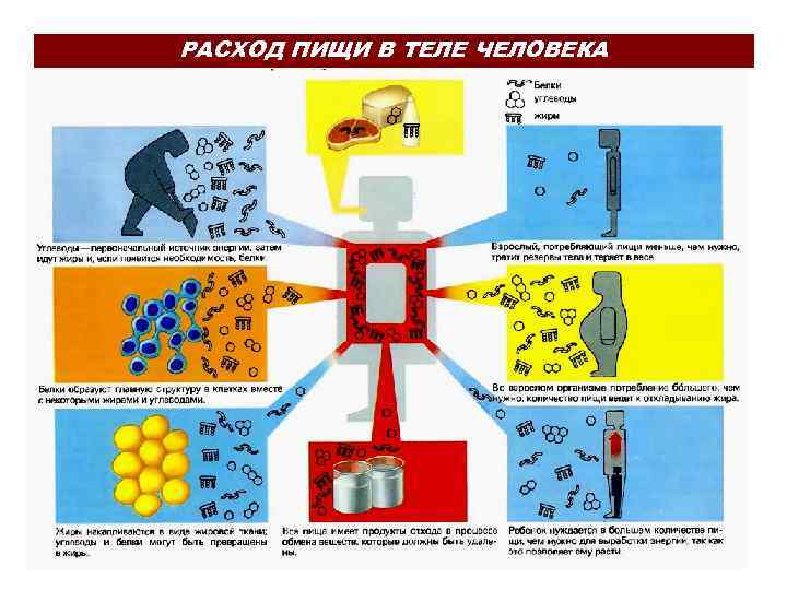 РАСХОД ПИЩИ В ТЕЛЕ ЧЕЛОВЕКА 