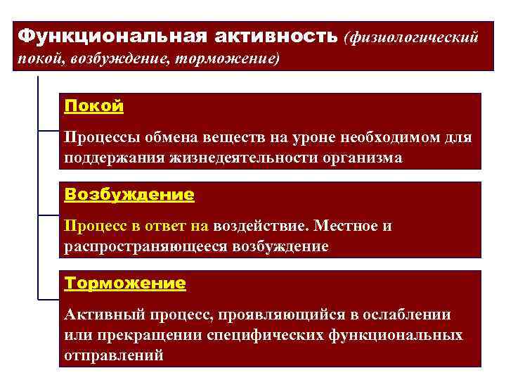 Понятия возбуждения. Физиологический покой возбуждение торможение. Физиологический покой это в физиологии. Функциональный покой это физиология. Функциональная активность.