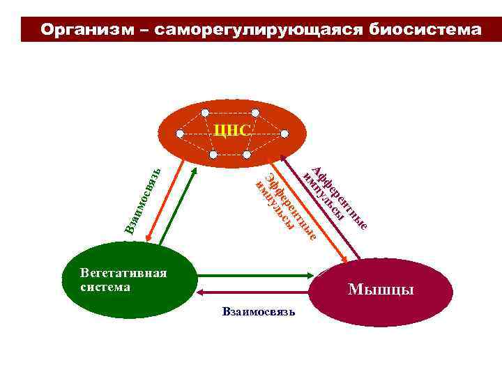 Организм как единая саморазвивающаяся и саморегулирующаяся система. Биосистема организм. Организм саморегулирующаяся система. Организм как биосистема. Организм целостная саморегулирующаяся система.