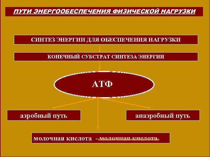 ПУТИ ЭНЕРГООБЕСПЕЧЕНИЯ ФИЗИЧЕСКОЙ НАГРУЗКИ СИНТЕЗ ЭНЕРГИИ ДЛЯ ОБЕСПЕЧЕНИЯ НАГРУЗКИ КОНЕЧНЫЙ СУБСТРАТ СИНТЕЗА ЭНЕРГИИ АТФ