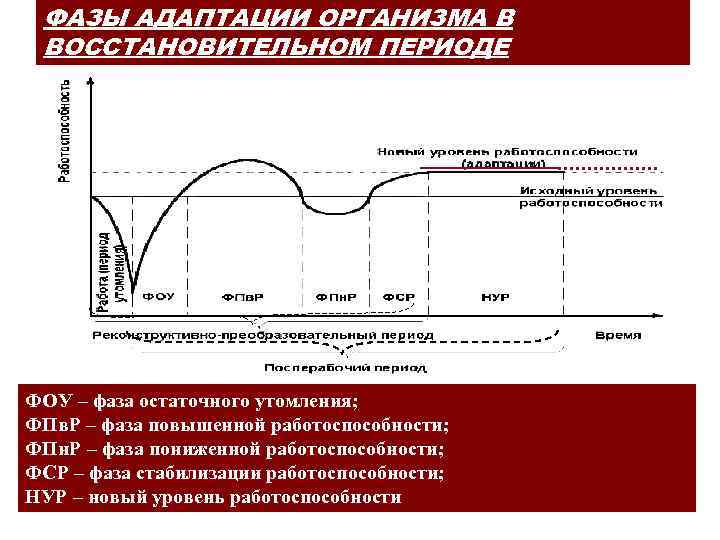 ФАЗЫ АДАПТАЦИИ ОРГАНИЗМА В ВОССТАНОВИТЕЛЬНОМ ПЕРИОДЕ ФОУ – фаза остаточного утомления; ФПв. Р –