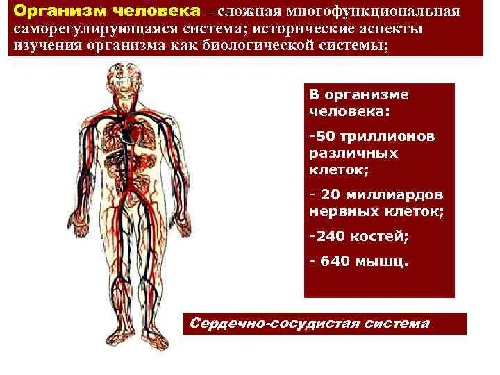 Организм как единая саморазвивающаяся и саморегулирующаяся система. Организм саморегулирующаяся система. Человек как организм.